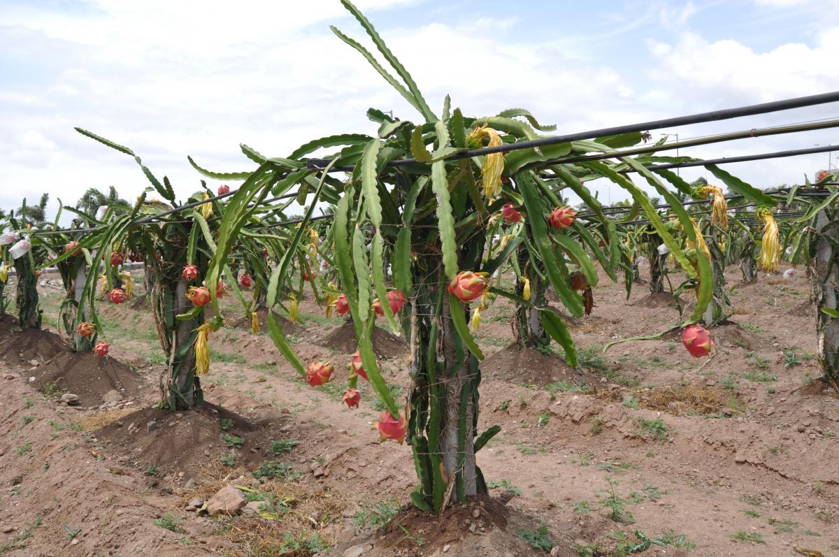 Dragon Fruit Crop