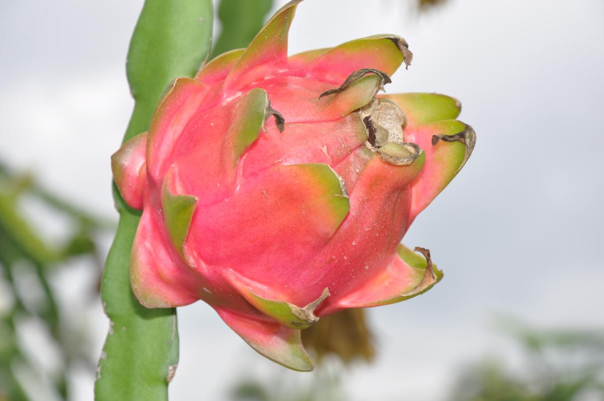 Dragon Fruit